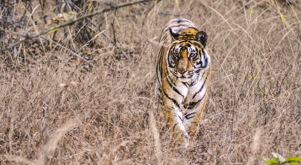 India National Parks - tiger
