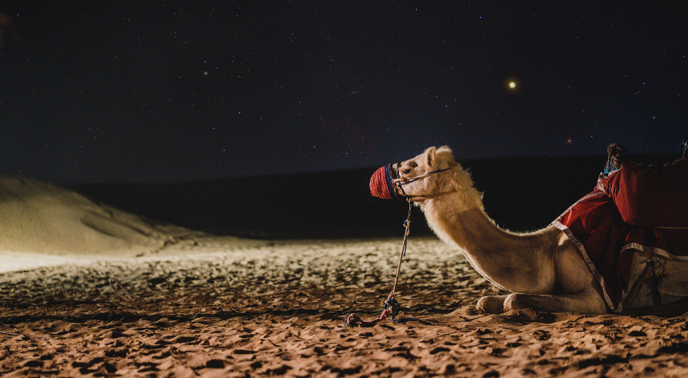 Camel desert dubai UAE