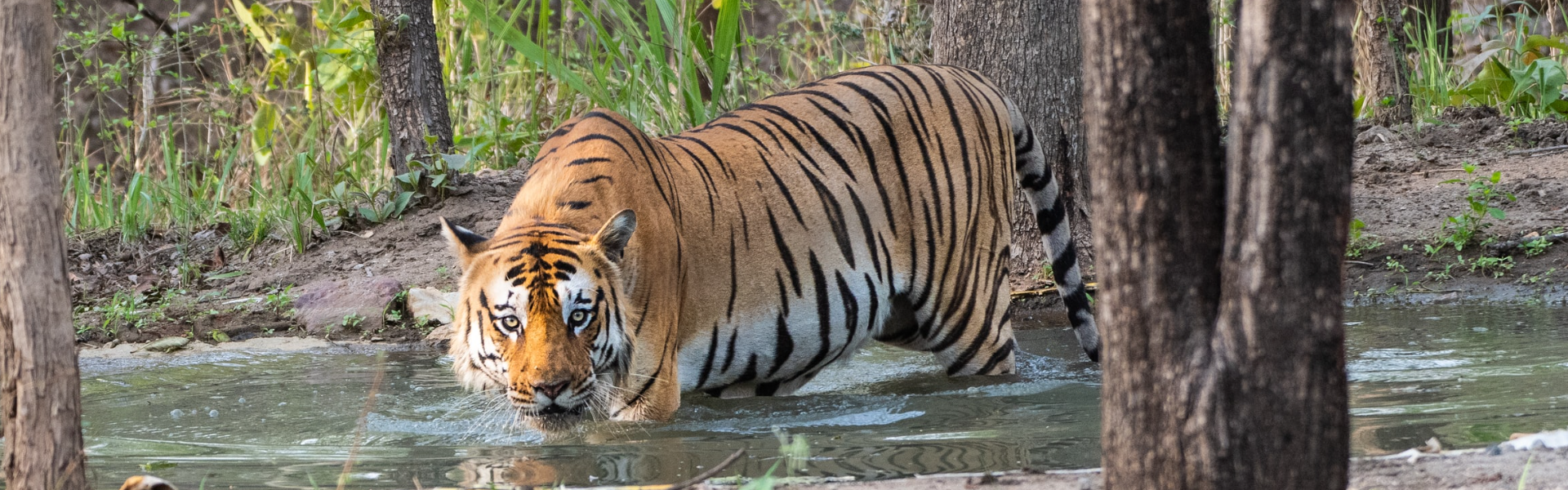 Tiger, Nepal