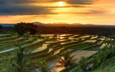 Bringing Bali to You