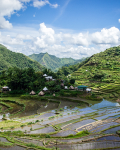 Rice fields Philippines
