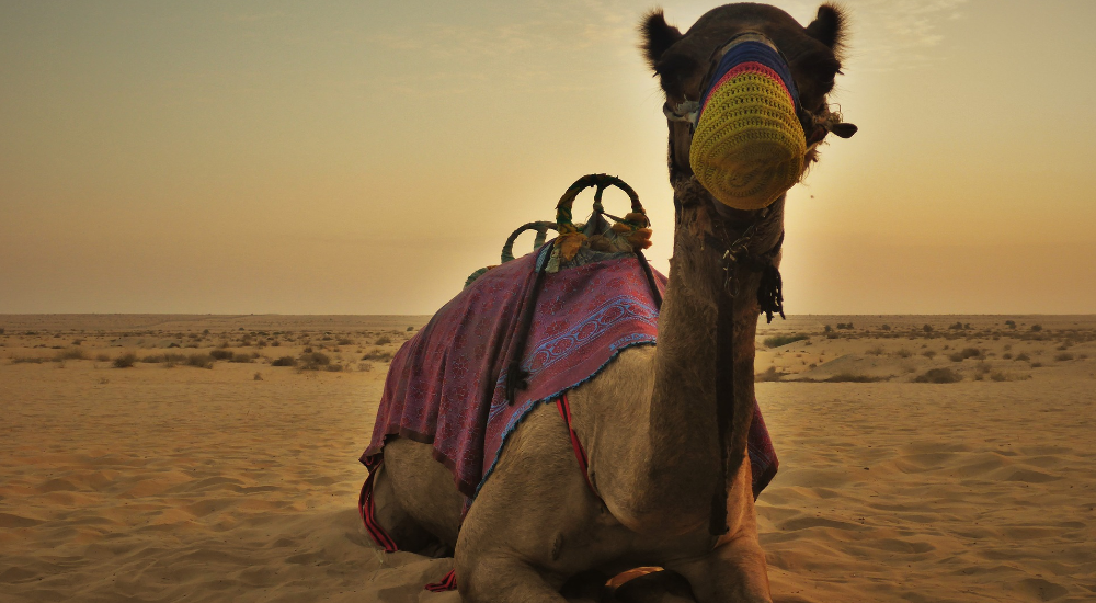 Camel, Dubai, United Arab Emirates