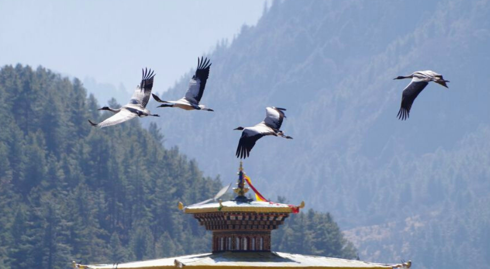 Bhutan Black-necked cranes