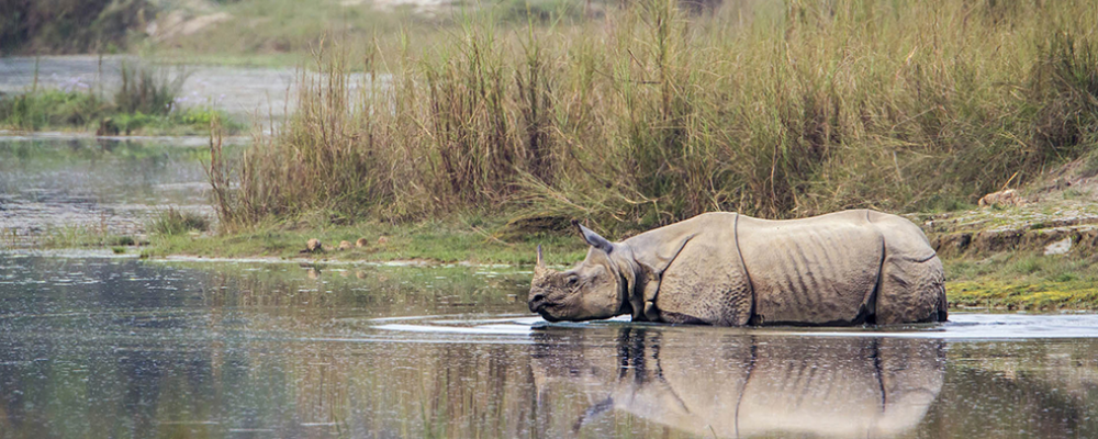 Rhino Nepal