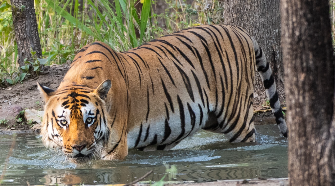 Exploring Bardia – Tigers in the Wild