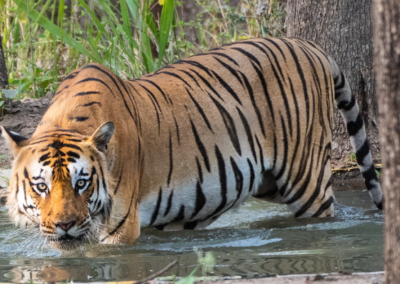 Exploring Bardia – Tigers in the Wild