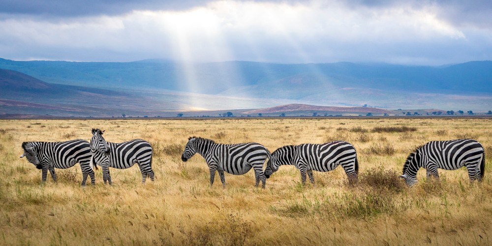 Zebras Africa