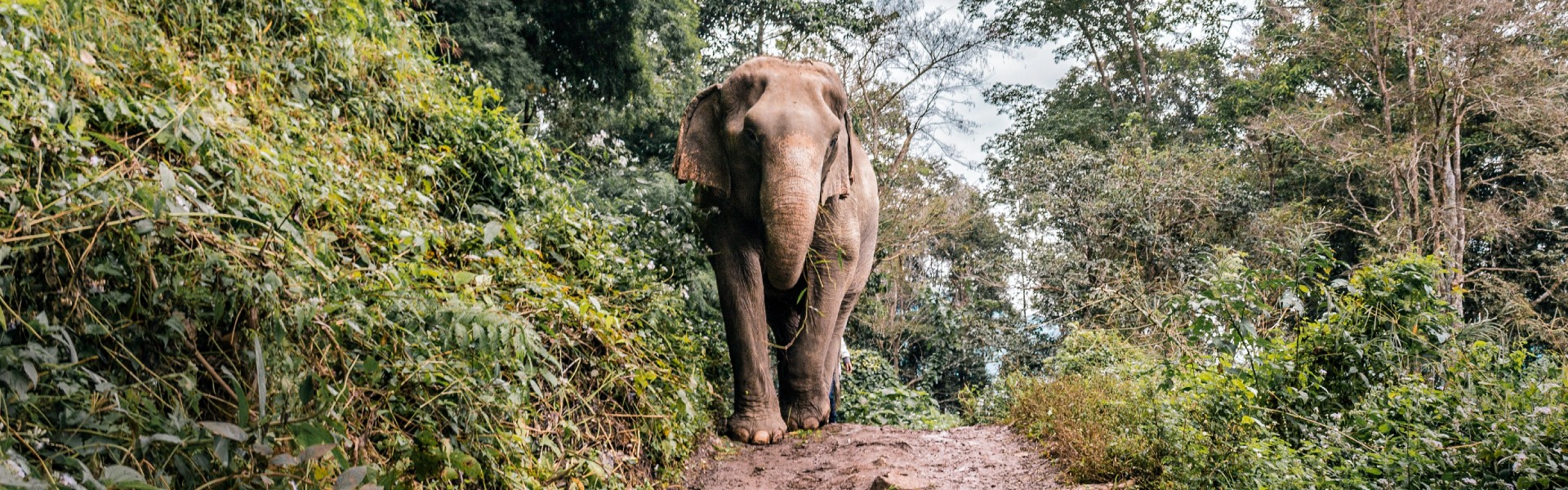 Elephant Chiang Mai Thailand