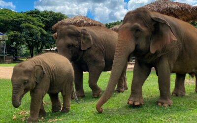 137 Pillars Hotels & Resorts Partners with the Elephant Nature Park Chiang Mai