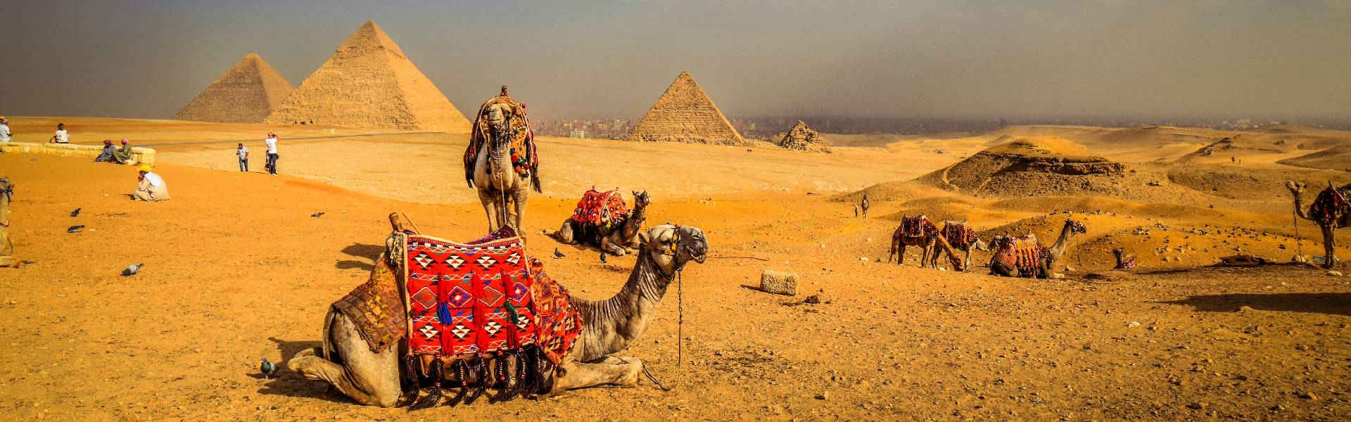 Egypt pyramids and camels