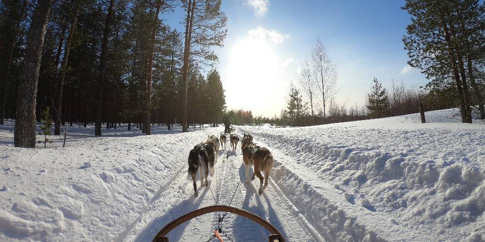 Finland - Husky sled