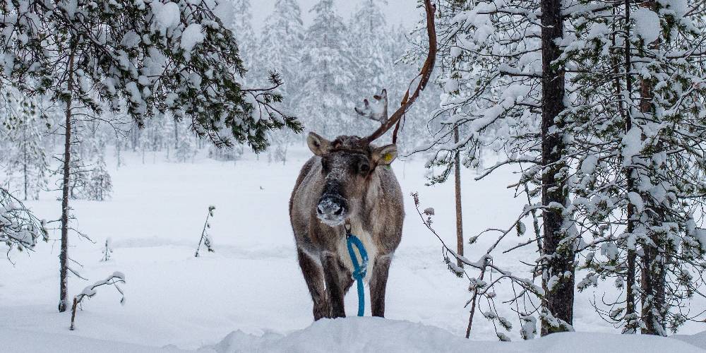 Reindeer in Iso-Syöte, Finland