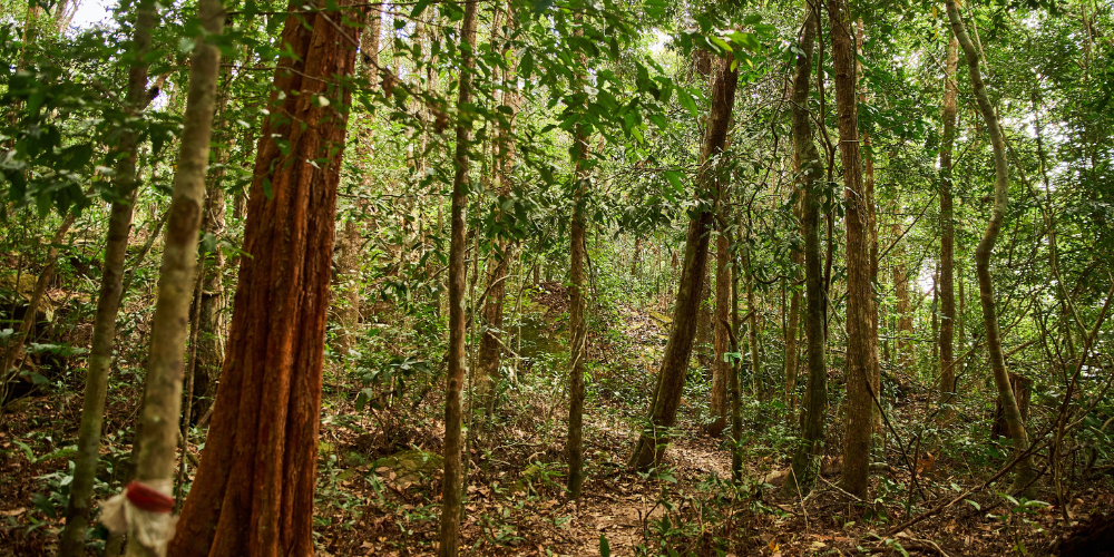 Phu Quoc National Park