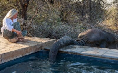 Introducing Authentic South African Experiences with The Aquila Collection