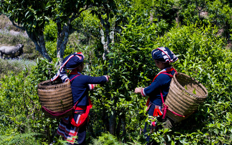 Panhou Retreat - picking tea