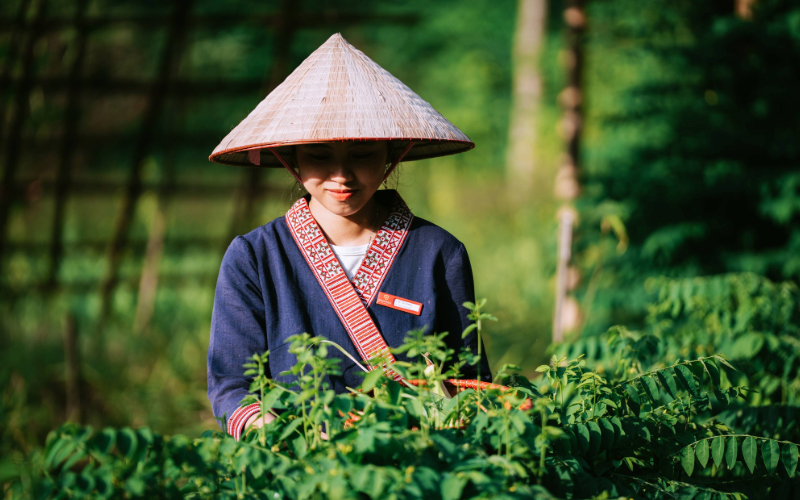 Panhou Retreat - picking vegetables